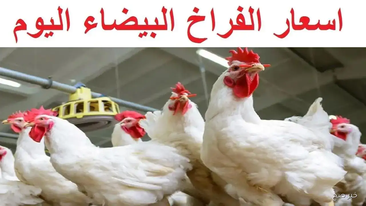 تعرف على أسعار الكتاكيت والدواجن اليوم 17 نوفمبر 2025